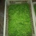荷兰豆