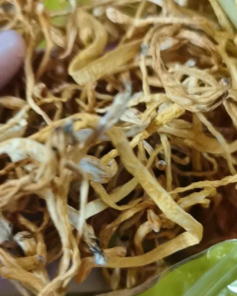 天然晒干***，靓干虫草花