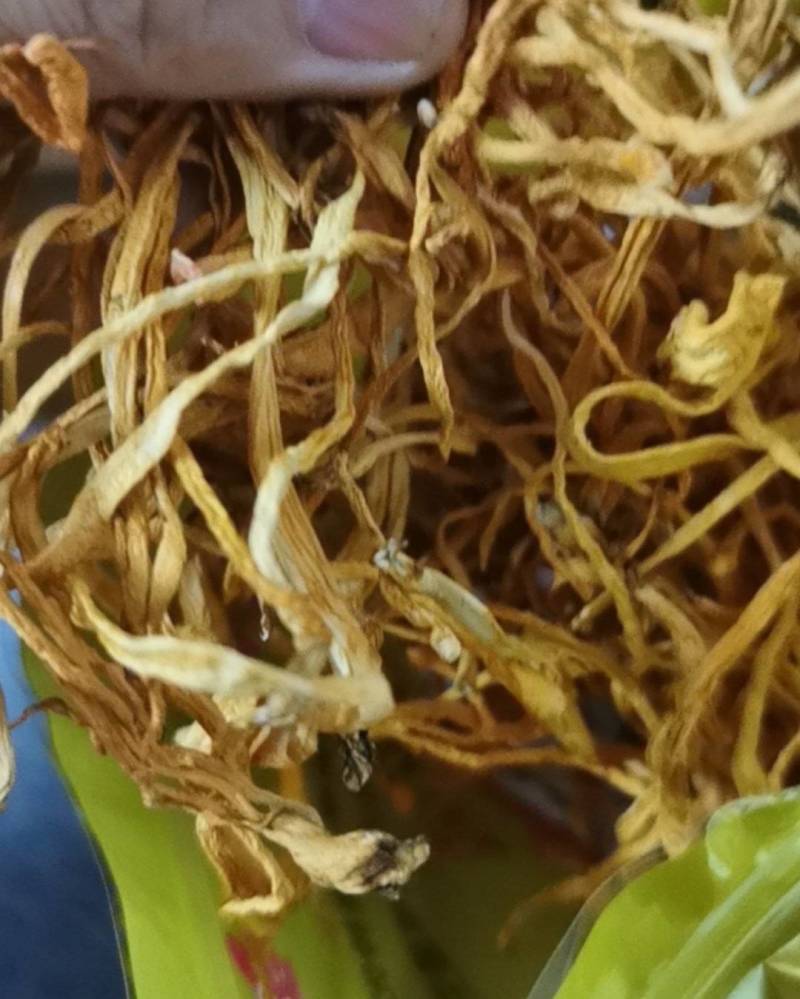天然晒干***，靓干虫草花