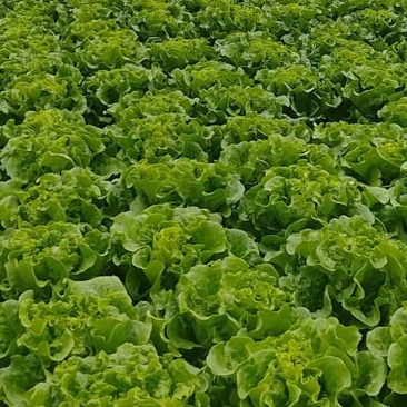 意大利生菜