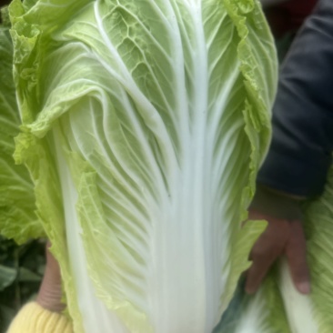黄心大白菜，现货，无坏根滥心，每颗2到6斤，欢迎联系