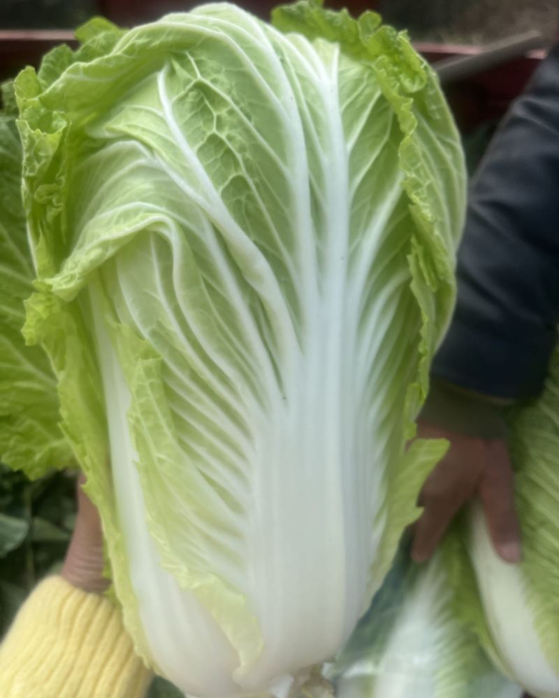 黄心大白菜，现货，无坏根滥心，每颗2到6斤，欢迎联系