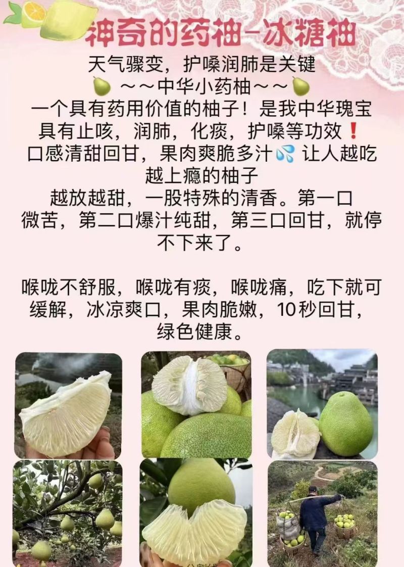 冰糖柚