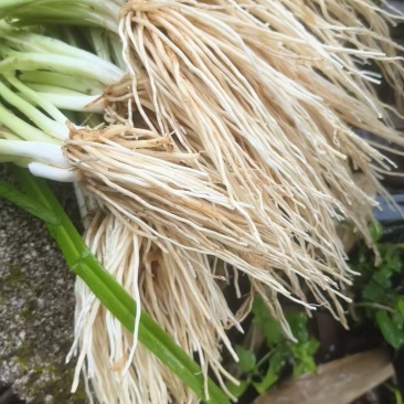 撇菜根