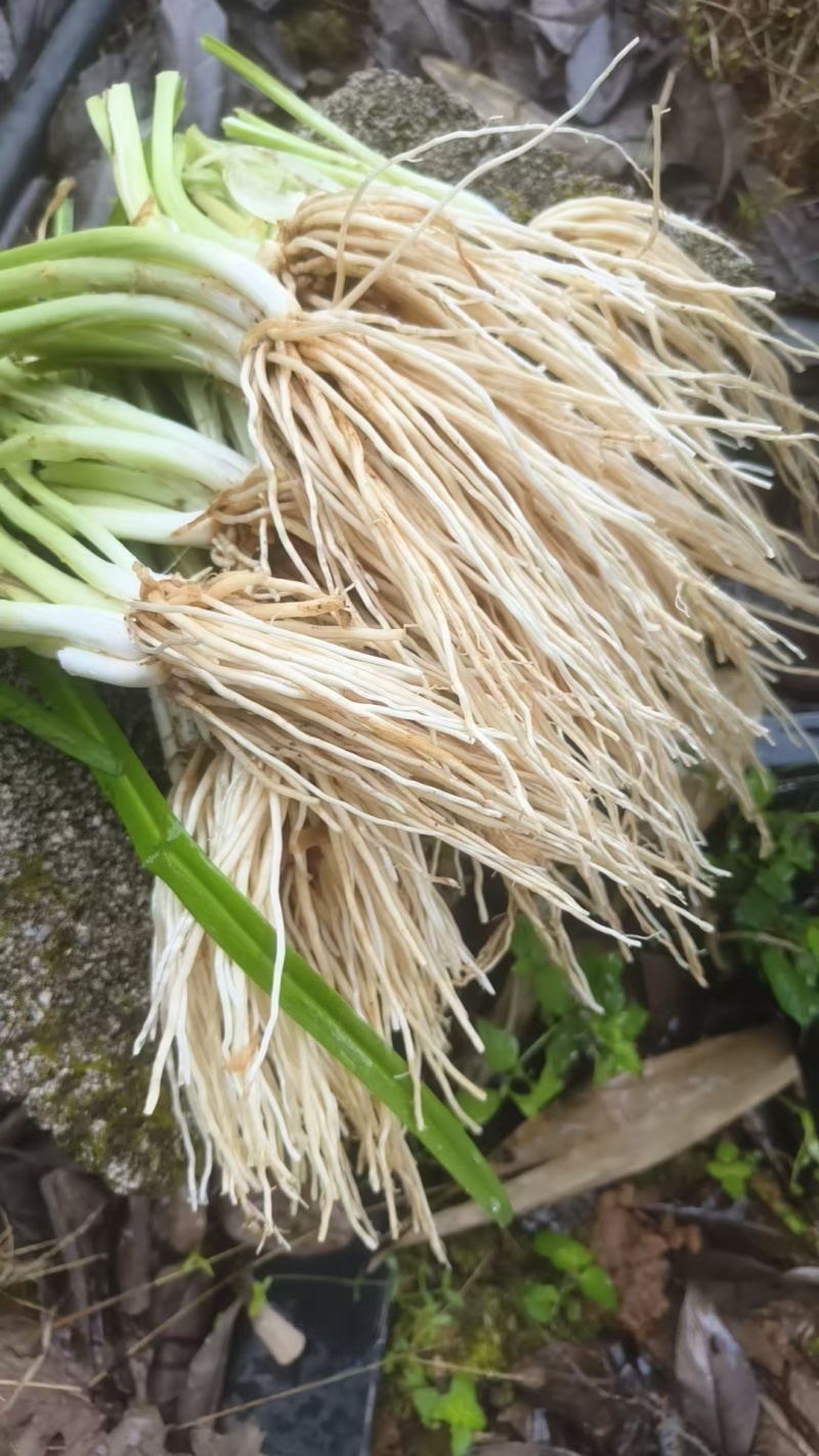 撇菜根
