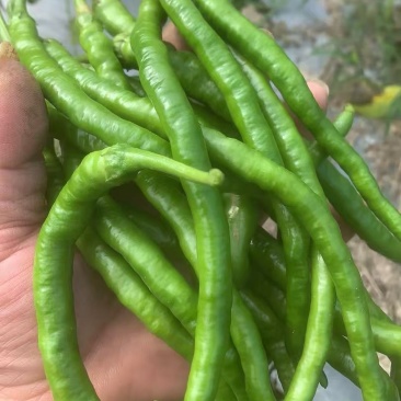 鸡肠青