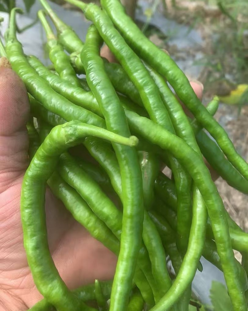 鸡肠青
