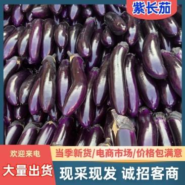 紫色长茄、紫长茄、红金刚，大量供应，欢迎来电咨询！