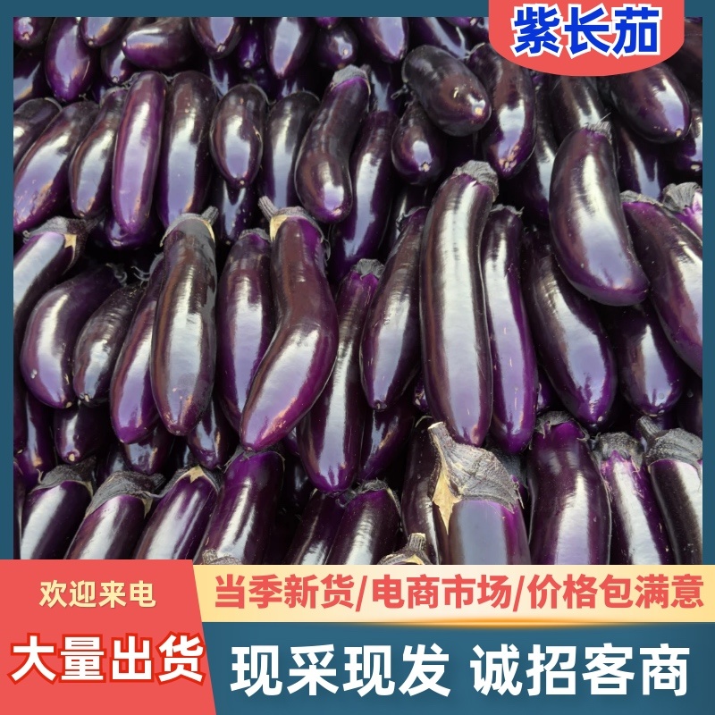 紫色长茄、紫长茄、红金刚，大量供应，欢迎来电咨询！