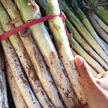 山东大葱，大量上市，价格优，品质优，