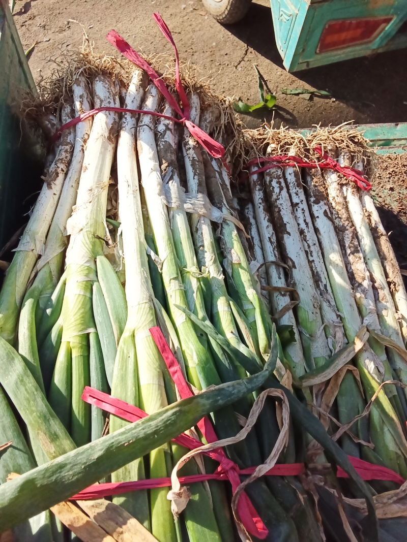 山东大葱，大量上市，价格优，品质优，