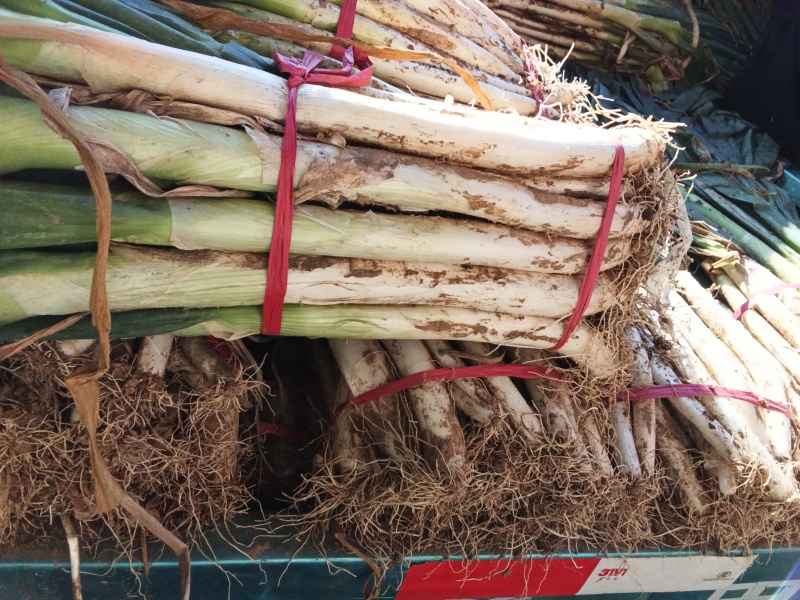 山东大葱，大量上市，价格优，品质优，