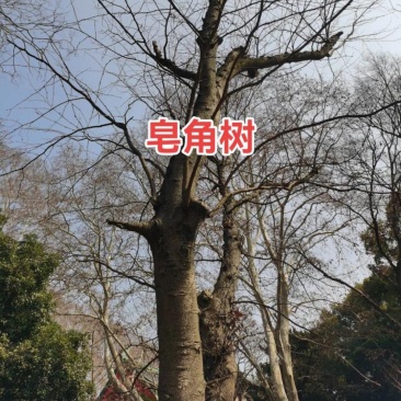 皂角树，中直径十五公分左右，高三米左右，带刺的。