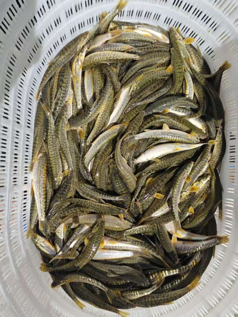 高原鳅（豹鱼仔）