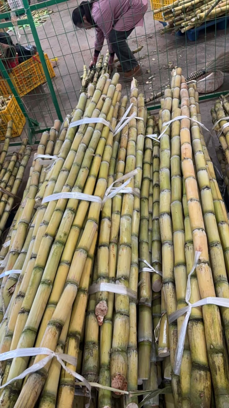 电商甘蔗，不限量供应