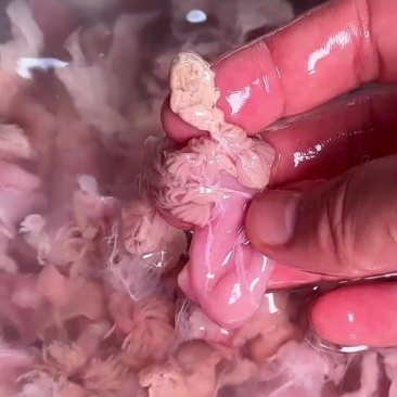 鳜鱼花