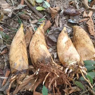 广东粤北地区冬笋