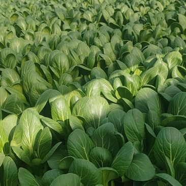 油菜，上海青