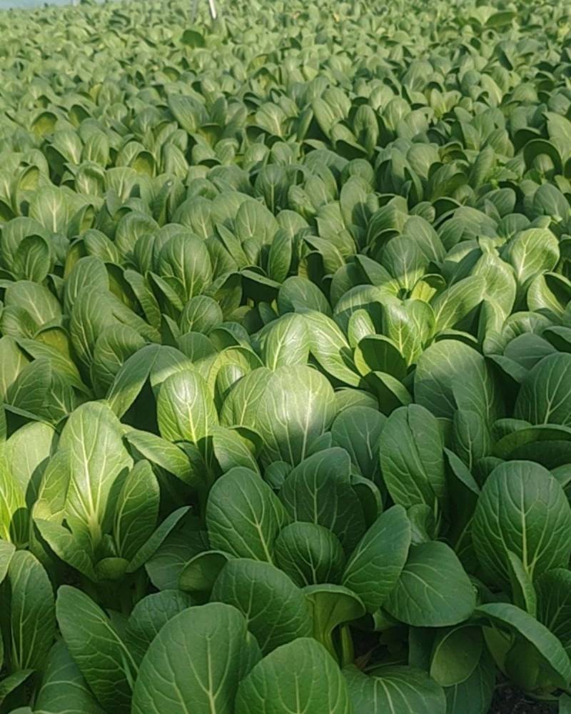 油菜，上海青