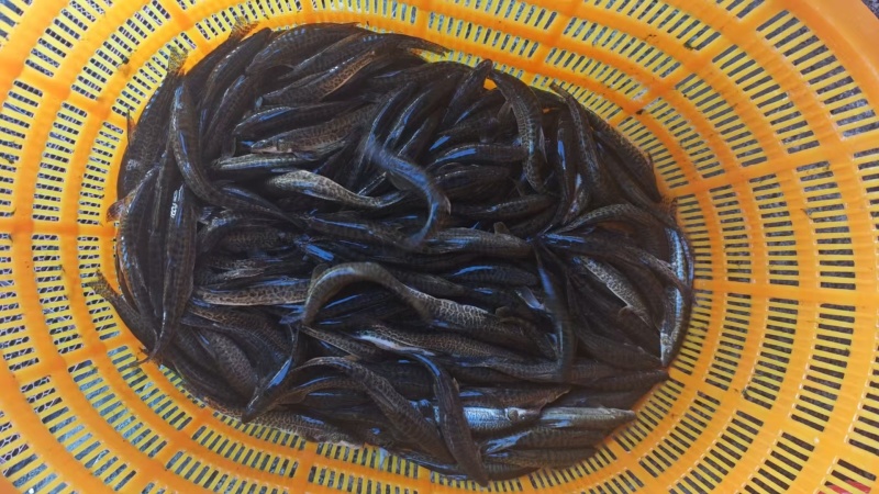 高原鳅豹鱼仔冷水鱼高端特种鱼
