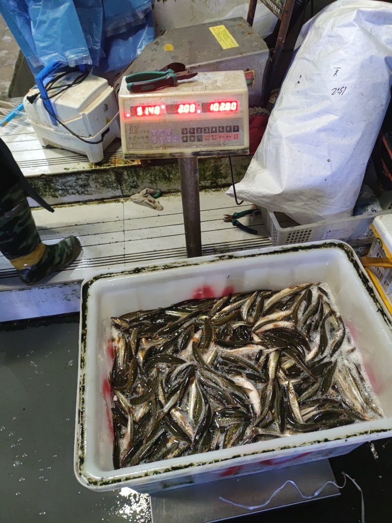 高原鳅豹鱼仔冷水鱼高端特种鱼