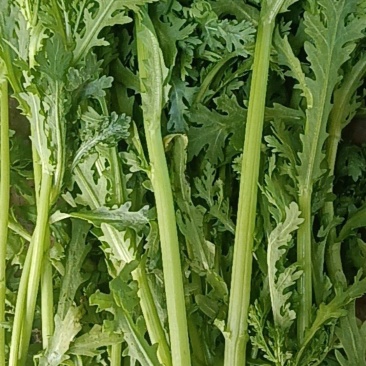 茼蒿菜