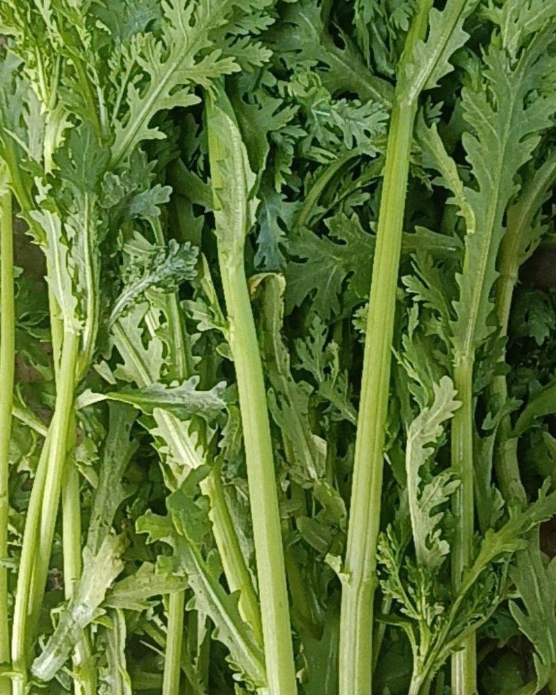 茼蒿菜