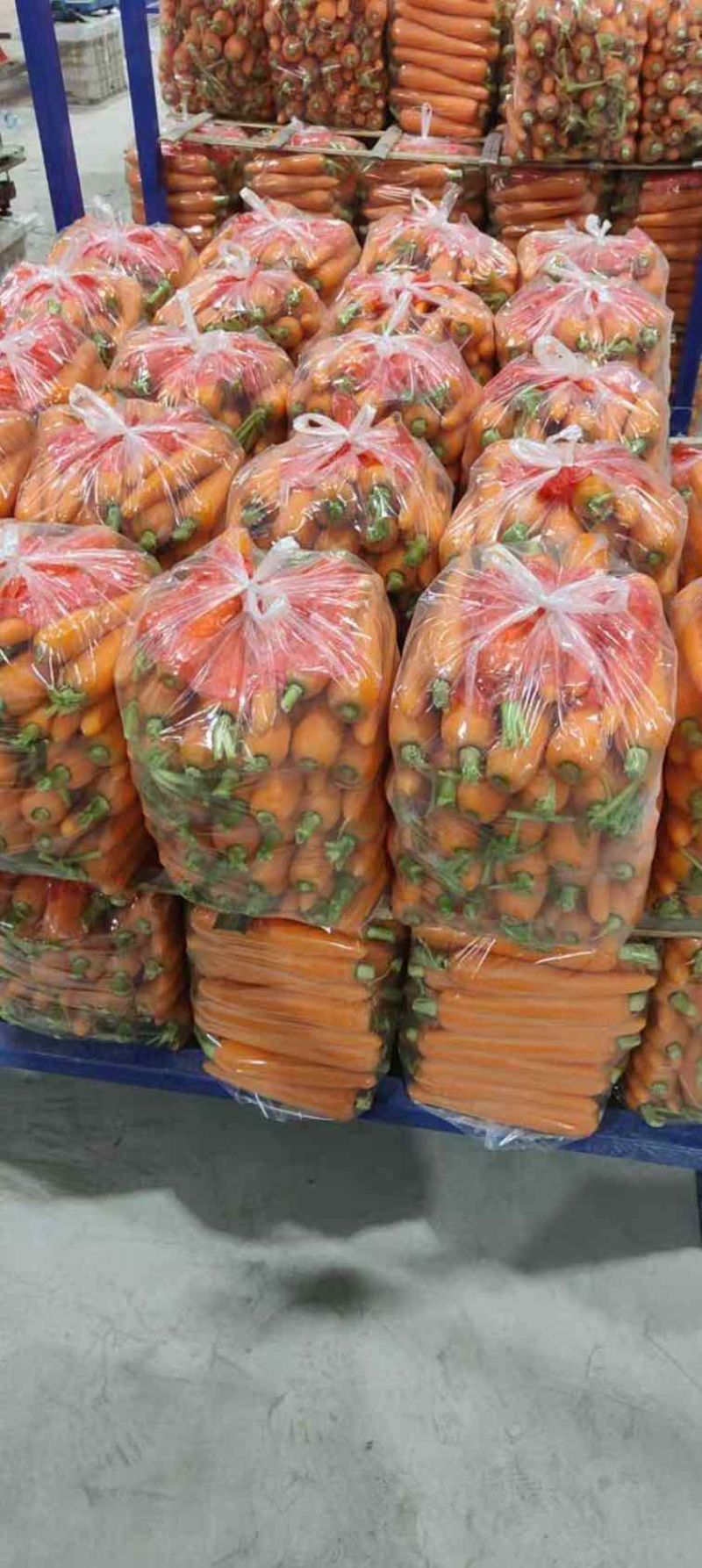 河南胡萝卜精品水洗土货各种规格均有量大价优产地直发