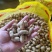 精品花生干鲜均有各种规格齐全货量充足量大价优对接市场加工厂