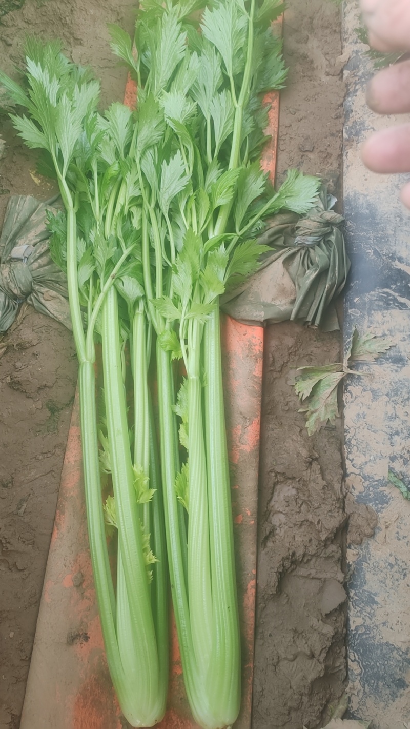 芹菜