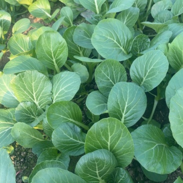 优质菜心好吃，脆甜多汁，营养健康美味