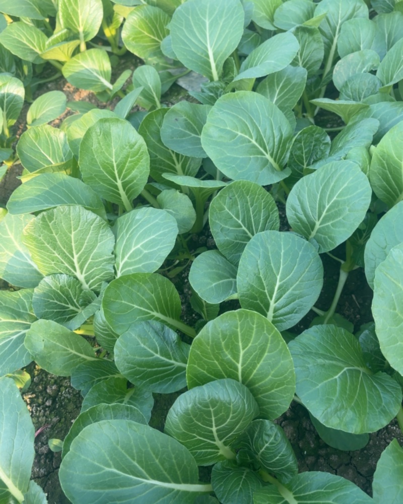 优质菜心好吃，脆甜多汁，营养健康美味