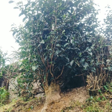 高山散点生态茶