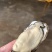 6两以上乳山生蚝