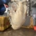 6两以上乳山生蚝
