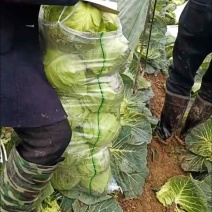 橄榄包菜