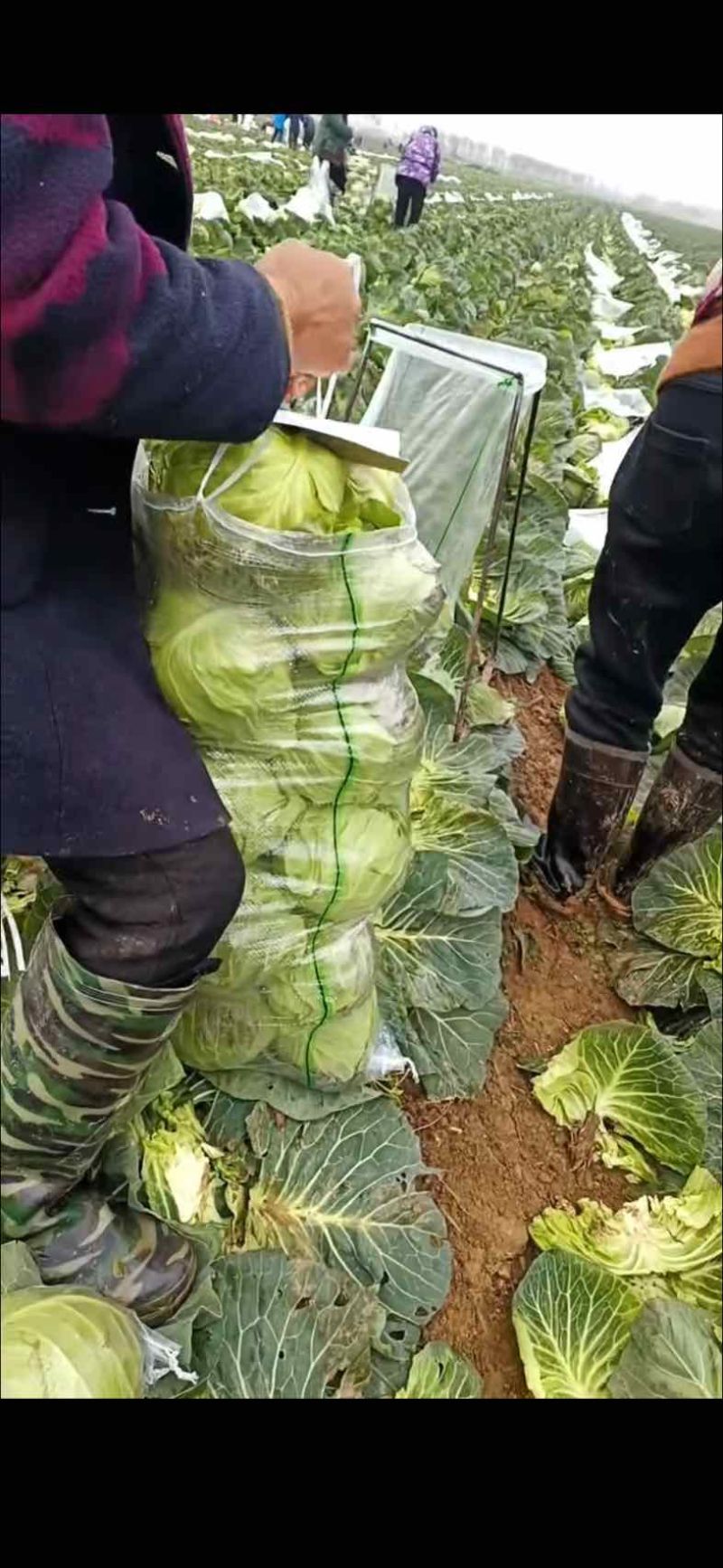 橄榄包菜