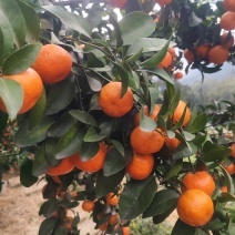 〔正宗福安高山沙糖桔〕无籽皮薄表皮颜色上乘产地代收质量