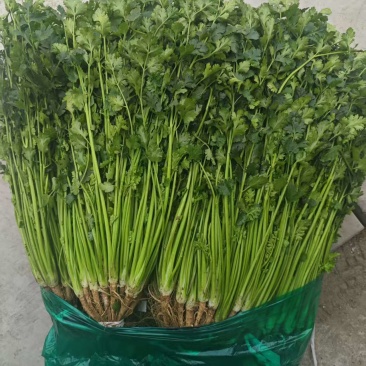 冷库精品香菜大量有货