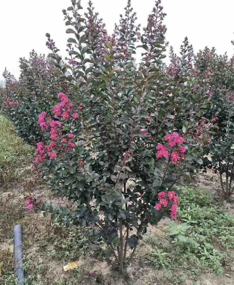 大红紫薇，基地直发，各种紫薇均有货，欢迎联系