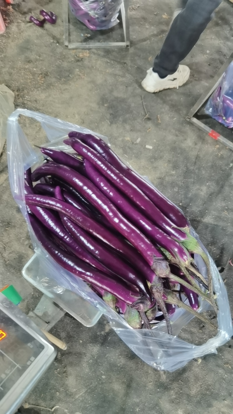 福建，台州，大量线茄，品质很高。
