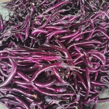 福建，台州，大量线茄，品质很高。
