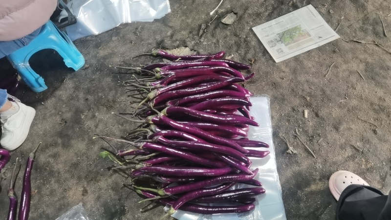 福建，台州，大量线茄，品质很高。