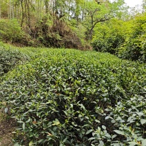 天柱弦月，天柱剑豪茶叶。