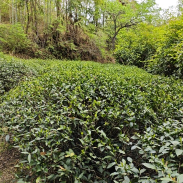 天柱弦月，天柱剑豪茶叶。