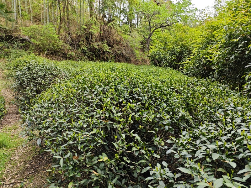 天柱弦月，天柱剑豪茶叶。