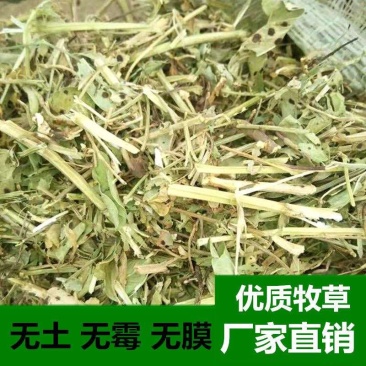 静雯牧草2025雨前花生秧无土无膜无霉变