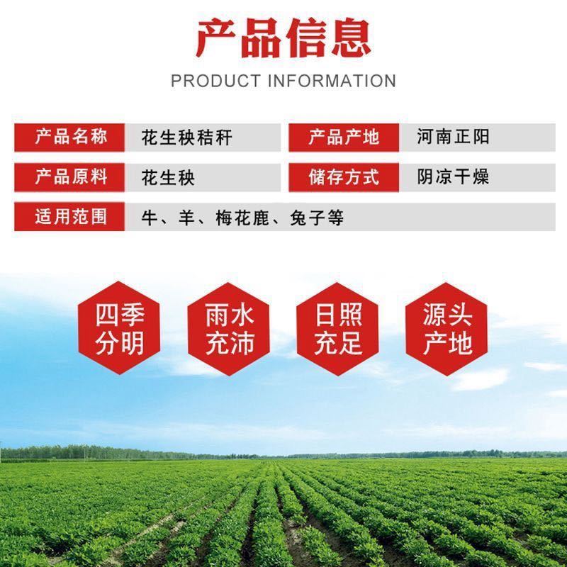 静雯牧草2025雨前花生秧无土无膜无霉变