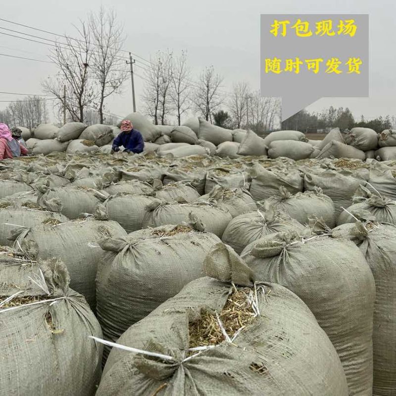 静雯牧草2025雨前花生秧无土无膜无霉变
