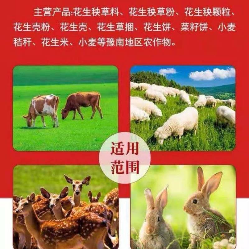 静雯牧草2025雨前花生秧无土无膜无霉变